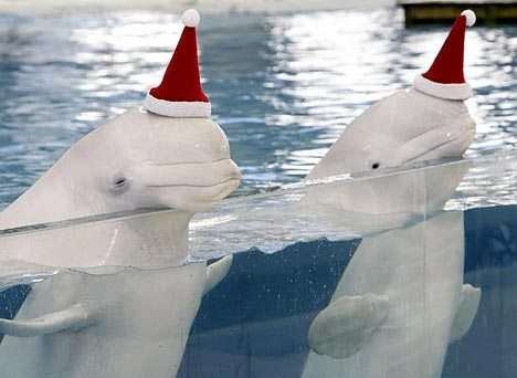 Kris Kringle Belugas