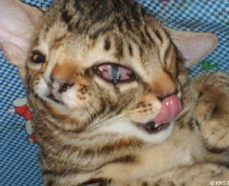 21 Amazing Mutations