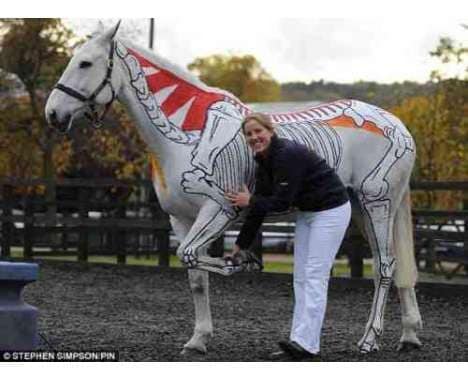 37 Equestrian Innovations