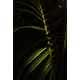 Sunlit Naturetography Image 7