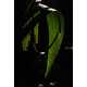 Sunlit Naturetography Image 8