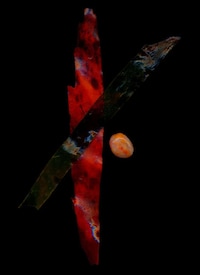 Scanned Seaweed Art Image 3
