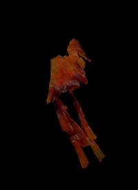 Scanned Seaweed Art Image 4