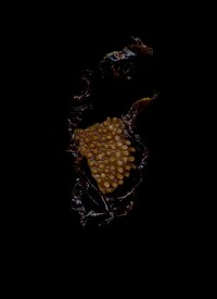 Scanned Seaweed Art Image 6