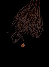 Scanned Seaweed Art Image 7