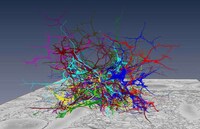 Colorful Brain Scans Image 3