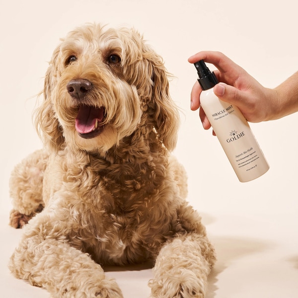 Clinically-Formulated Dog Essentials
