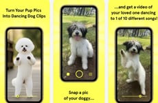 Dog Video Creators