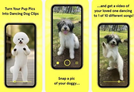 Dog Video Creators