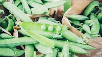 Free-From Pea Protein Ingredients