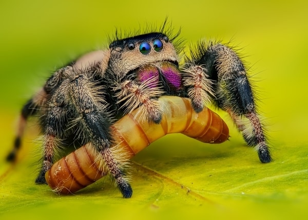Bio-Inspired Vision Systems