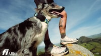 Satellite-Powered Pet Trackers
