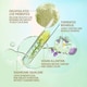 Squalane-Powered Gel Moisturizers Image 3