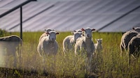 Solar Grazing Programs Image 2