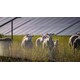 Solar Grazing Programs Image 2