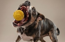 Glowing Indestructible Dog Balls