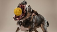 Glowing Indestructible Dog Balls Image 1