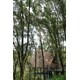 Revitalized Forest Parks Image 3