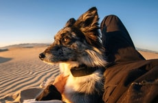 Satellite Pet Trackers