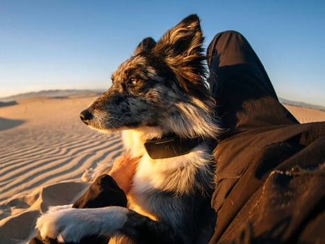 Satellite Pet Trackers