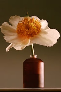Limited Fragrance Collections Image 2