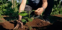 Regenerative Coffee Sourcing Image 1