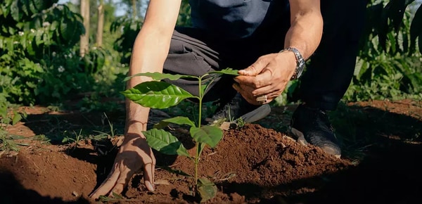 Regenerative Coffee Sourcing