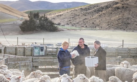 Bio-Based Wool Filters