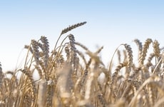 Regenerative Wheat Agriculture Initiatives