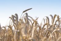 Regenerative Wheat Agriculture Initiatives