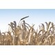 Regenerative Wheat Agriculture Initiatives Image 1
