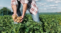 AI-Powered Potato Crop Programs