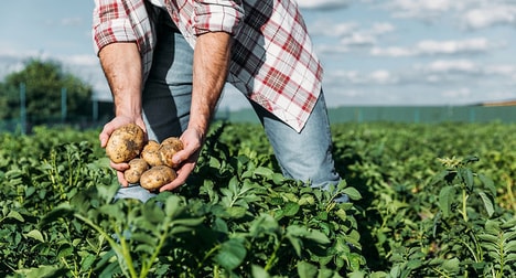 AI-Powered Potato Crop Programs