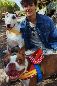 Motorsport-Inspired Pet Accessories Image 2