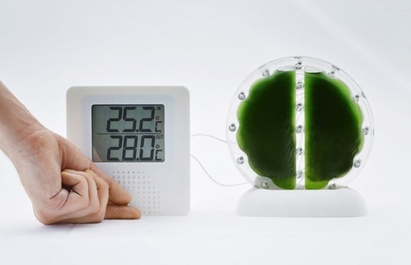 Algae-Powered Biocells