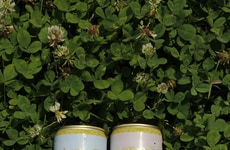 Functional Yerba Beverages