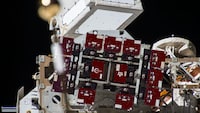 Radiation-Treated Grape Seeds Image 1