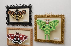 Artful Framed Moth Displays