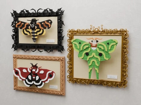 Artful Framed Moth Displays