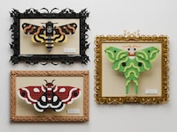 Artful Framed Moth Displays Image 2