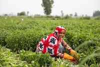 Mint Supply Chain Expansions Image 1