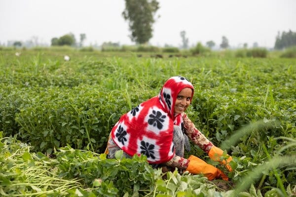 Mint Supply Chain Expansions