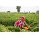 Mint Supply Chain Expansions Image 1