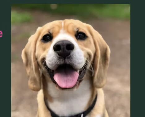 Dog Name Discovery Platforms