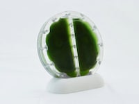 Living Algae Biocells Image 3