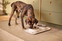 Intuitive Pet Care Collections Image 1