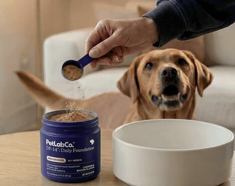 Multifunctional Pet Health Powders