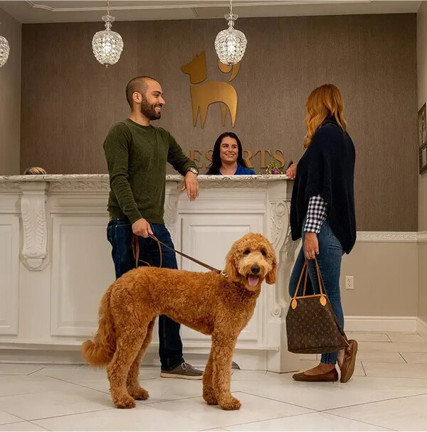 Luxury Pet Resorts