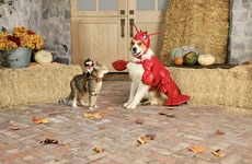 Humorous Pet-Centric Halloween Lines
