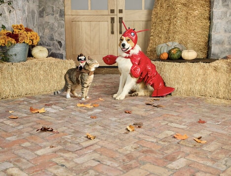 Humorous Pet-Centric Halloween Lines